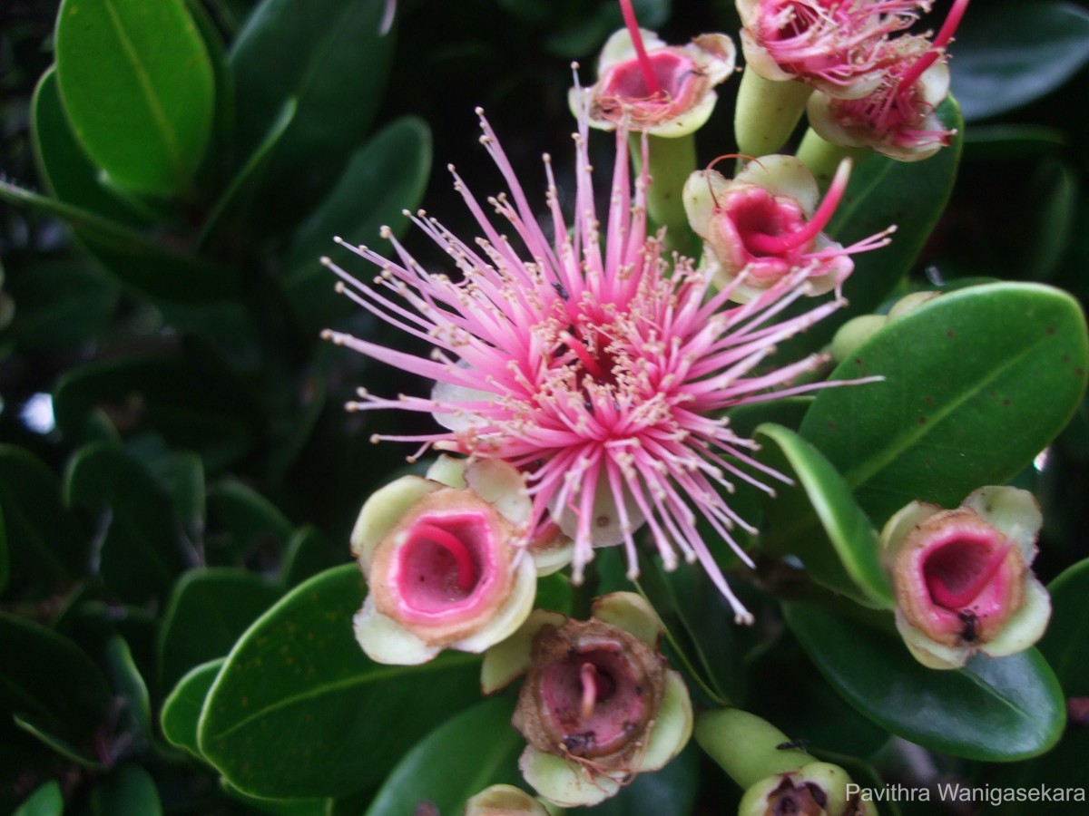 Syzygium gardneri Thwaites